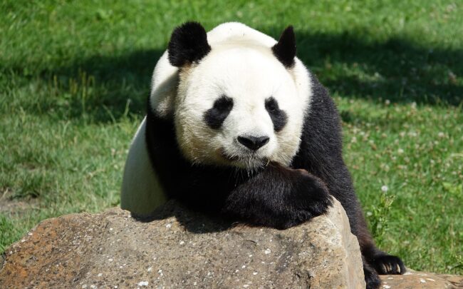 Panda veľká: symbol Číny a pandia diplomacia